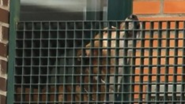 'Excalibur', il cane dell'infermiera