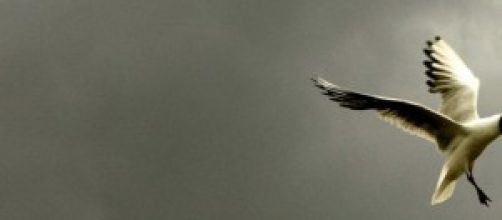 Premios Wildlife de fotograf&iacute;a de naturaleza