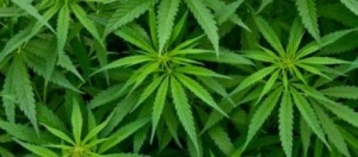 Uruguay es pionero en legalizar su venta