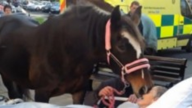 L'ultimo saluto dello stallone Bronwen 