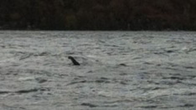 Nessie o un albero? La seconda, probabilmente.