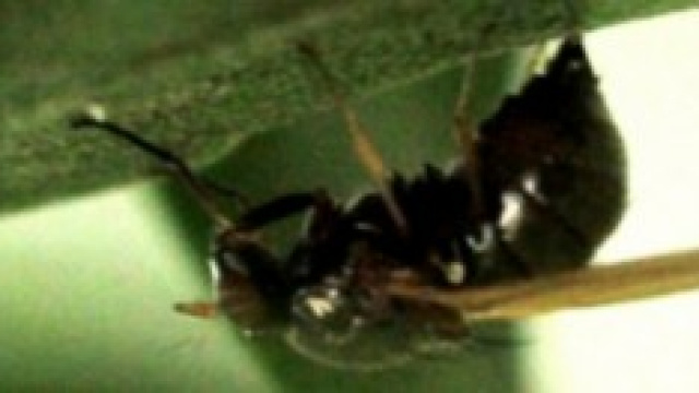 La mosca che minaccia gli uliveti