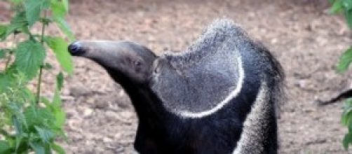 Decisiones pol&iacute;ticas para su conservaci&oacute;n