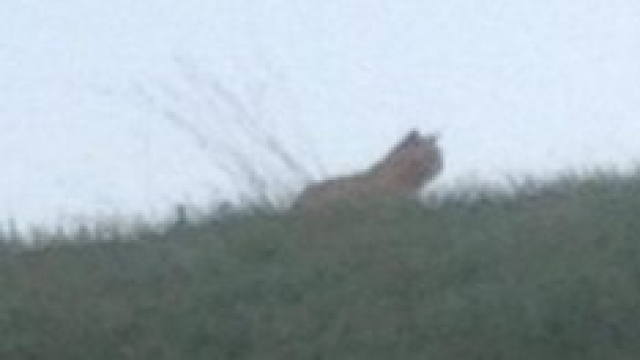 Caccia alla tigre vicino Eurodisney Paris