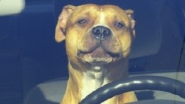 Non vuoi lasciare a casa il tuo cane?