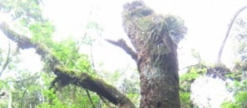 Mesmo morta, os troncos mant&eacute;m vida.