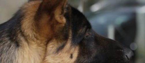 Poder&aacute; a castra&ccedil;&atilde;o levar &agrave; extin&ccedil;&atilde;o dos c&atilde;es?