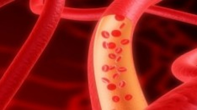 I vasi sanguigni conducono il sangue nel corpo.