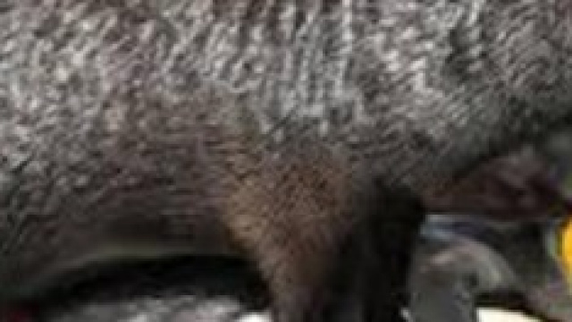 Otaria violenta pinguino.