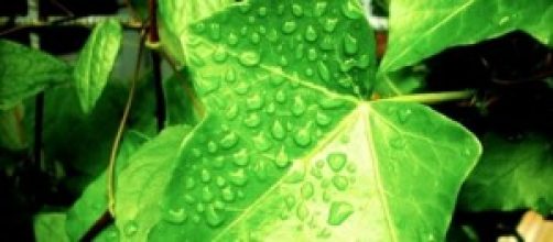 As plantas est&atilde;o sofrendo com a falta de &aacute;gua