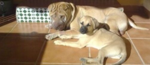 El perro es el mejor amigo del hombre.