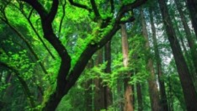Le foreste vergini sono patrimonio del'umanit&agrave;.