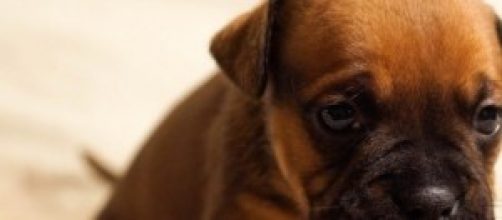 Saiba mais sobre as causas do v&ocirc;mito em c&atilde;es.