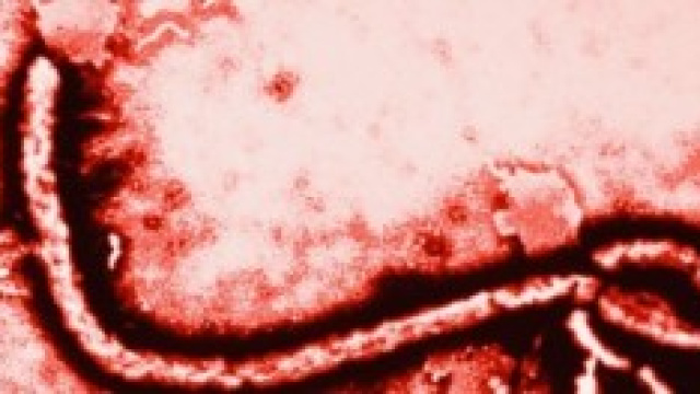 ebola, primo caso in italia