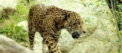 Yaguaret&eacute;, especie en extinci&oacute;n