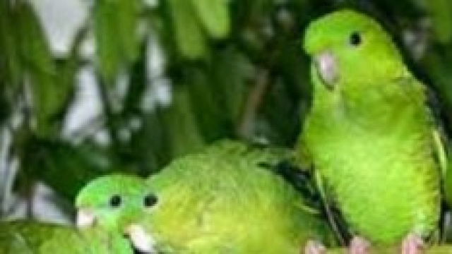 I pappagalli verdi che hanno invaso la capitale