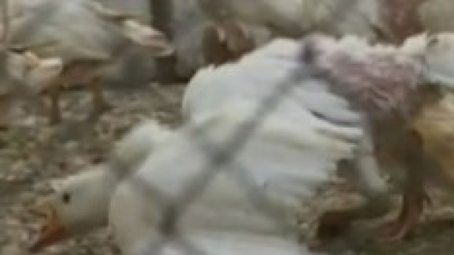 Oche spiumate vive per le imbottiture dei piumini