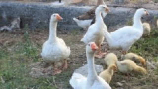  Allevamento di oche per ottenere l'imbottitura 