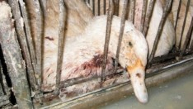 Allevamento lager di oche  