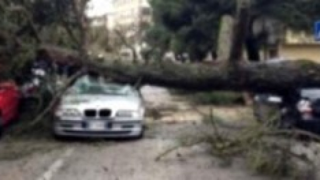 Sempre pi&ugrave; alberi cadono sulle auto.
