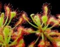 La drosera es una planta carnívora que se puede utilizar con fines medicinales