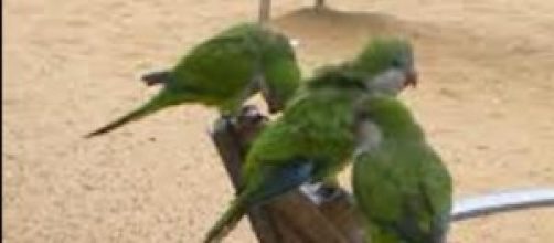 Cotorras argentinas en Plaza Espa&ntilde;a