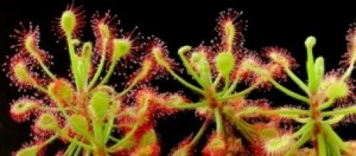 La planta carnivora Drosera