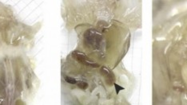 Il primo passo verso l'uomo invisibile?