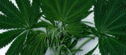 Marihuana puede curar la cancer