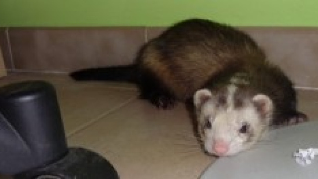 Il furetto, un animale amorevole e vivace.