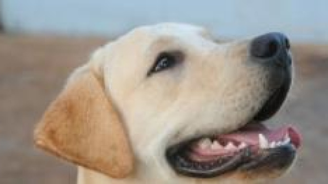 Un farmaco per allungare la vita dei cani.