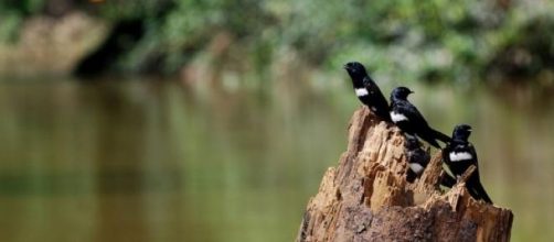 El hombre: responsable de la sexta gran extinci&oacute;n