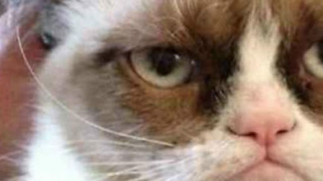 Grumpy cat, dal musetto imbronciato