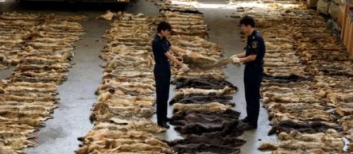 Tras el martirio, grandes beneficios