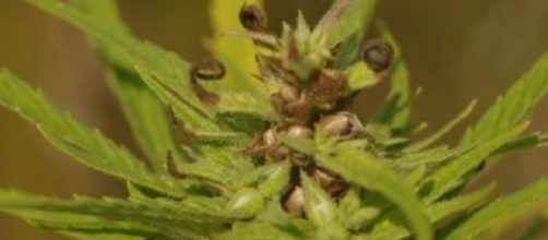 Sementes in natura - Hemp Seeds