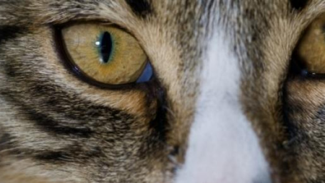 il gatto cookie torna a casa percorrendo 1200 km