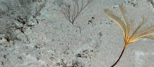 Newly discovered sea lily