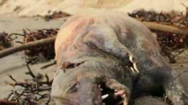 Ecco la creatura misteriosa