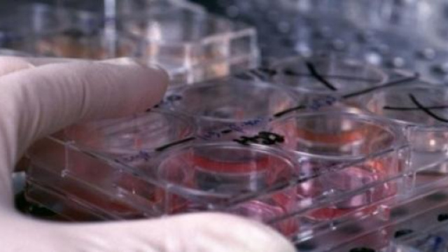 La ricerca scientifica punta sulla partenogenesi