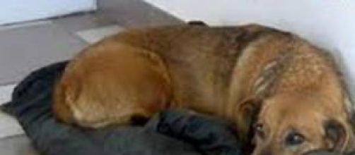 Masha la fiel perrita rusa