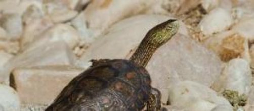 Mauremys Leprosa autoctona de Espa&ntilde;a