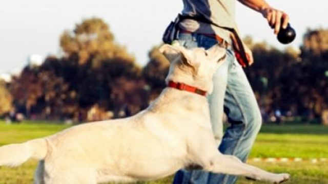 Il cane &egrave; il miglior amico dell'uomo