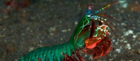 Animais estranhos: camarão louva-deus