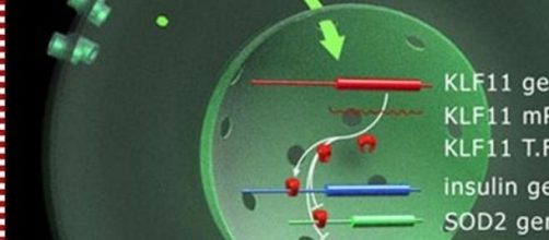 El gen KLF11 encargado de transformar las grasas