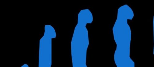 Evolu&ccedil;&atilde;o dos mam&iacute;feros, primatas e homin&iacute;deos.