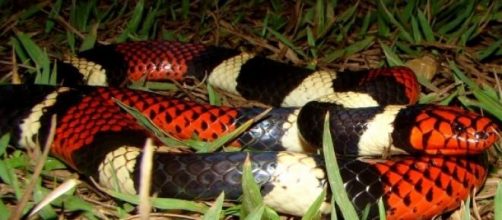 Foto de cobra coral falsa