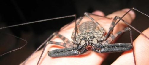 Amblypygi na m&atilde;o de algu&eacute;m, sem perigo nenhum