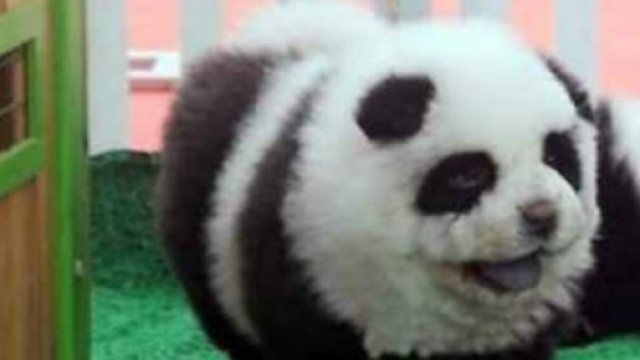 Il fantomatico Panda del circo