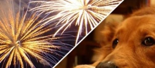 Animais e a sensibilidade ao barulho dos fogos.