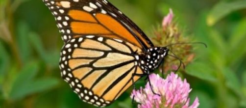 Conhe&ccedil;a a borboleta monarca